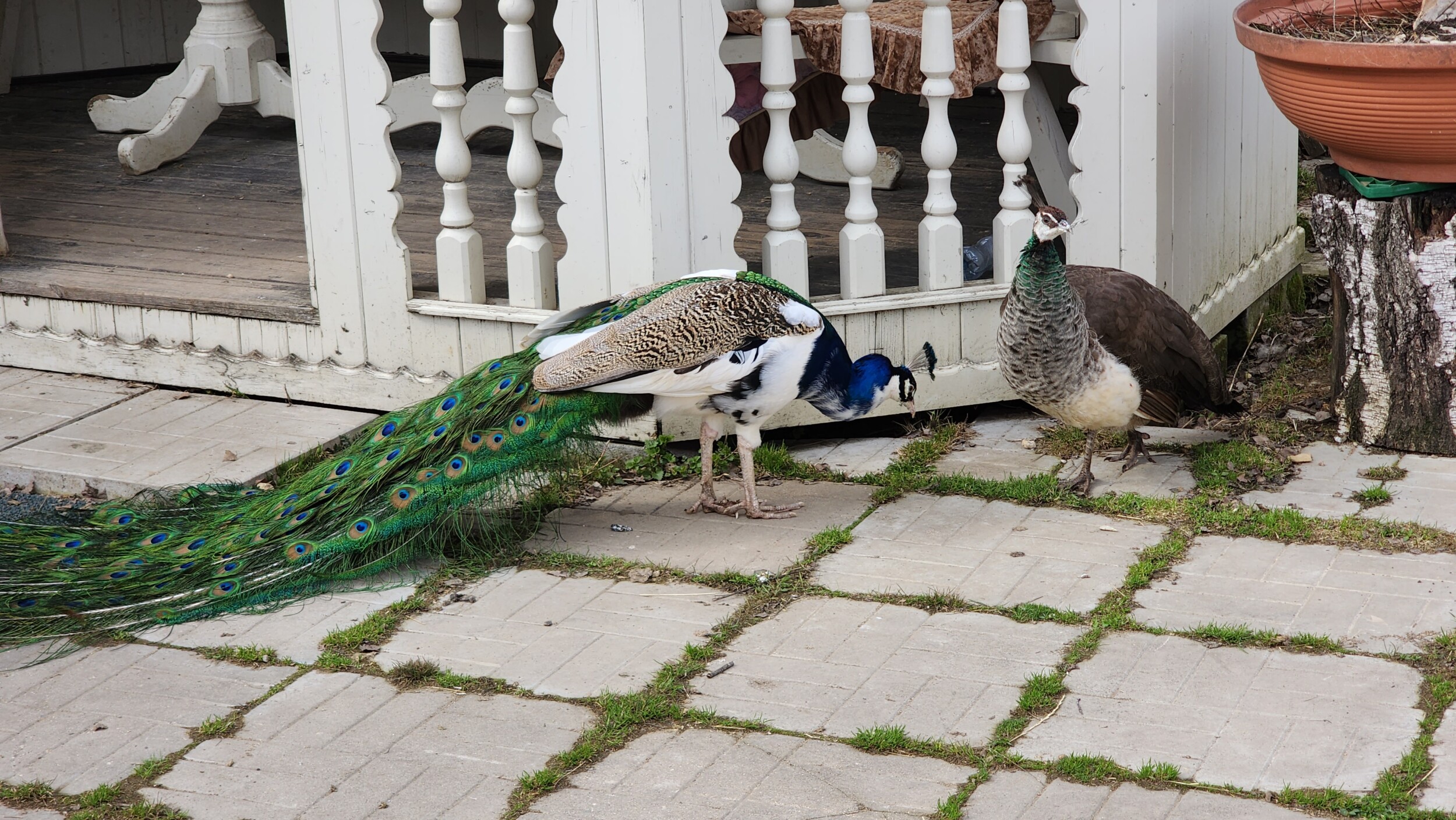 20240413_152429.jpg?resize=1536%2C865&ssl=1
